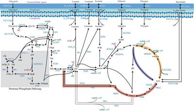 In silico Design for Systems-Based Metabolic Engineering for the Bioconversion of Valuable Compounds From Industrial By-Products